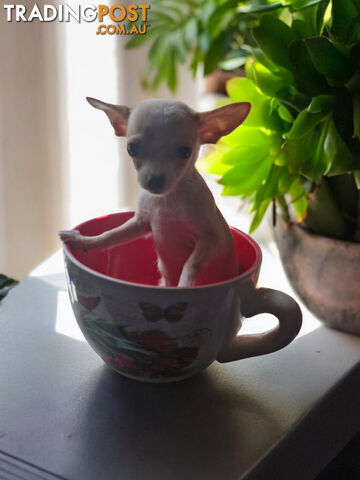 LAST ADORABLE TEACUP CHIHUAHUA BOY