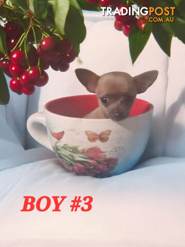 LAST ADORABLE TEACUP CHIHUAHUA BOY