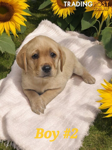 RARE STUNNING FOX RED PUREBRED LABRADOR PUPPIES 