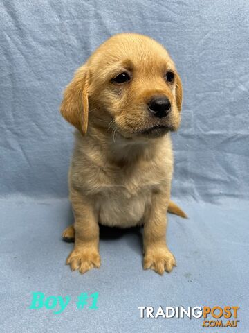 RARE STUNNING IMPORTED FOX RED PUREBRED LABRADOR PUPPIES 