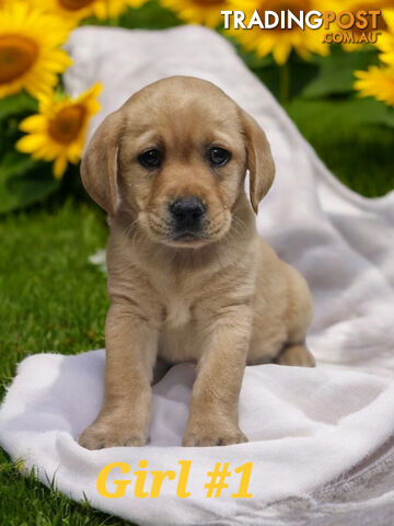 RARE STUNNING FOX RED PUREBRED LABRADOR PUPPIES 