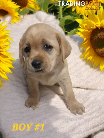 LAST RARE FOX RED LABRADOR PUPPY