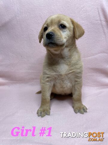 FOX RED PUREBRED LABRADOR PUPPIES COMING SOON!!!