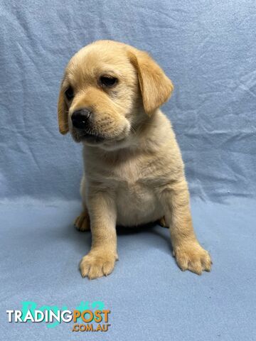 FOX RED PUREBRED LABRADOR PUPPIES COMING SOON!!!