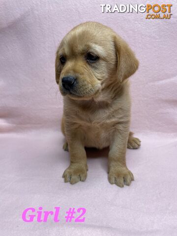 RARE STUNNING IMPORTED FOX RED PUREBRED LABRADOR PUPPIES 