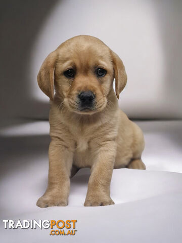 LAST RARE FOX RED LABRADOR PUPPY