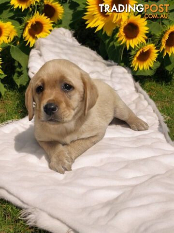 LAST RARE FOX RED LABRADOR PUPPY