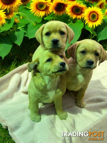 RARE STUNNING FOX RED PUREBRED LABRADOR PUPPIES 