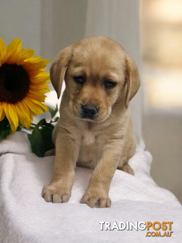 LAST RARE FOX RED LABRADOR PUPPY