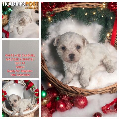 PUPPIES AND KITTENS COMING SOON...IN TIME FOR XMAS