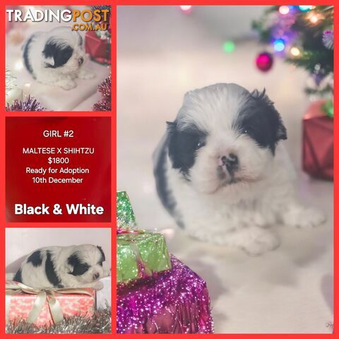 PUPPIES AND KITTENS COMING SOON...IN TIME FOR XMAS