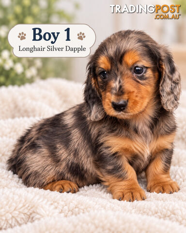 ABSOLUTELY EXQUISITE PUREBRED MINIATURE LONGHAIR DACHSHUND PUPPIES COMING SOON!!! - photo 5 of 6