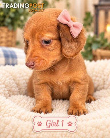 ABSOLUTELY EXQUISITE PUREBRED MINIATURE LONGHAIR DACHSHUND PUPPIES COMING SOON!!! - photo 2 of 6