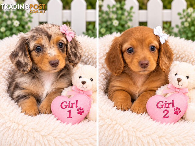 ABSOLUTELY EXQUISITE PUREBRED MINIATURE LONGHAIR DACHSHUND PUPPIES COMING SOON!!! - photo 4 of 6