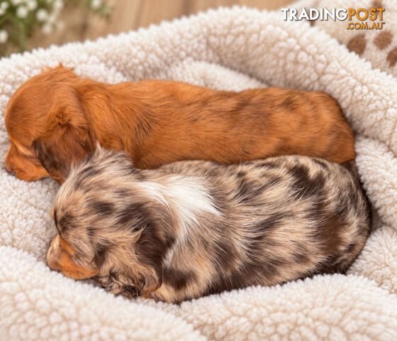 ABSOLUTELY EXQUISITE PUREBRED MINIATURE LONGHAIR DACHSHUND PUPPIES COMING SOON!!! - photo 3 of 6