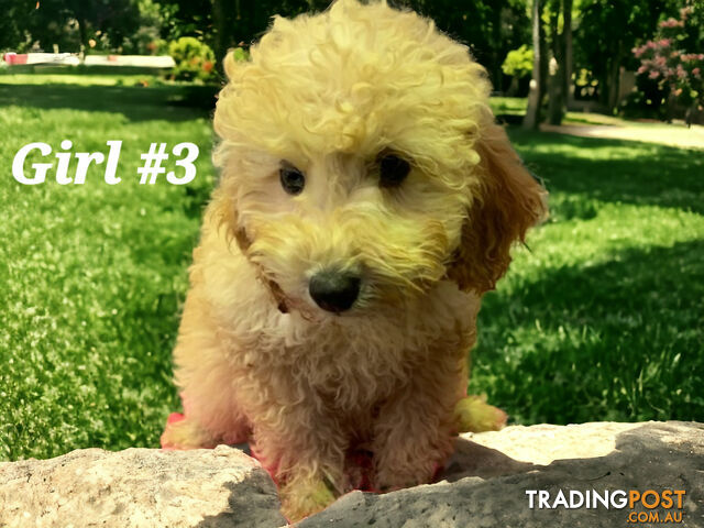 Trading post pets free to 2024 good home