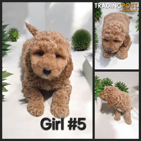 STUNNING  RUBY MINATURE GROODLE PUPPIES