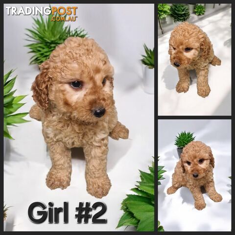 STUNNING  RUBY MINATURE GROODLE PUPPIES