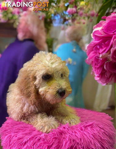 STUNNING  RUBY MINATURE GROODLE PUPPIES