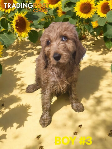 BEAUTIFUL RED MINIATURE GROODLE PUPPIES