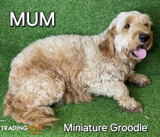 STUNNING RUBY MINATURE GROODLE PUPPIES