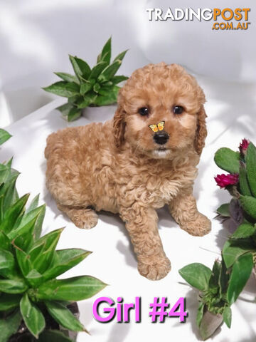 STUNNING  RUBY MINATURE GROODLE PUPPIES