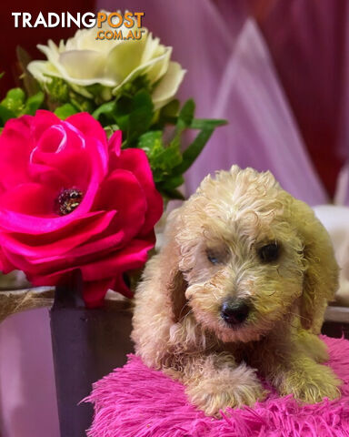 STUNNING  RUBY MINATURE GROODLE PUPPIES