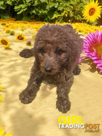 BEAUTIFUL RED MINIATURE GROODLE PUPPIES