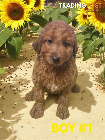 BEAUTIFUL RED MINIATURE GROODLE PUPPIES