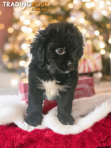 LAST ADORABLE MALTESE X SHIHTZU BOY