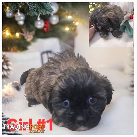 ADORABLE MALTESE X SHIHTZU PUPPIES COMING SOON!!!