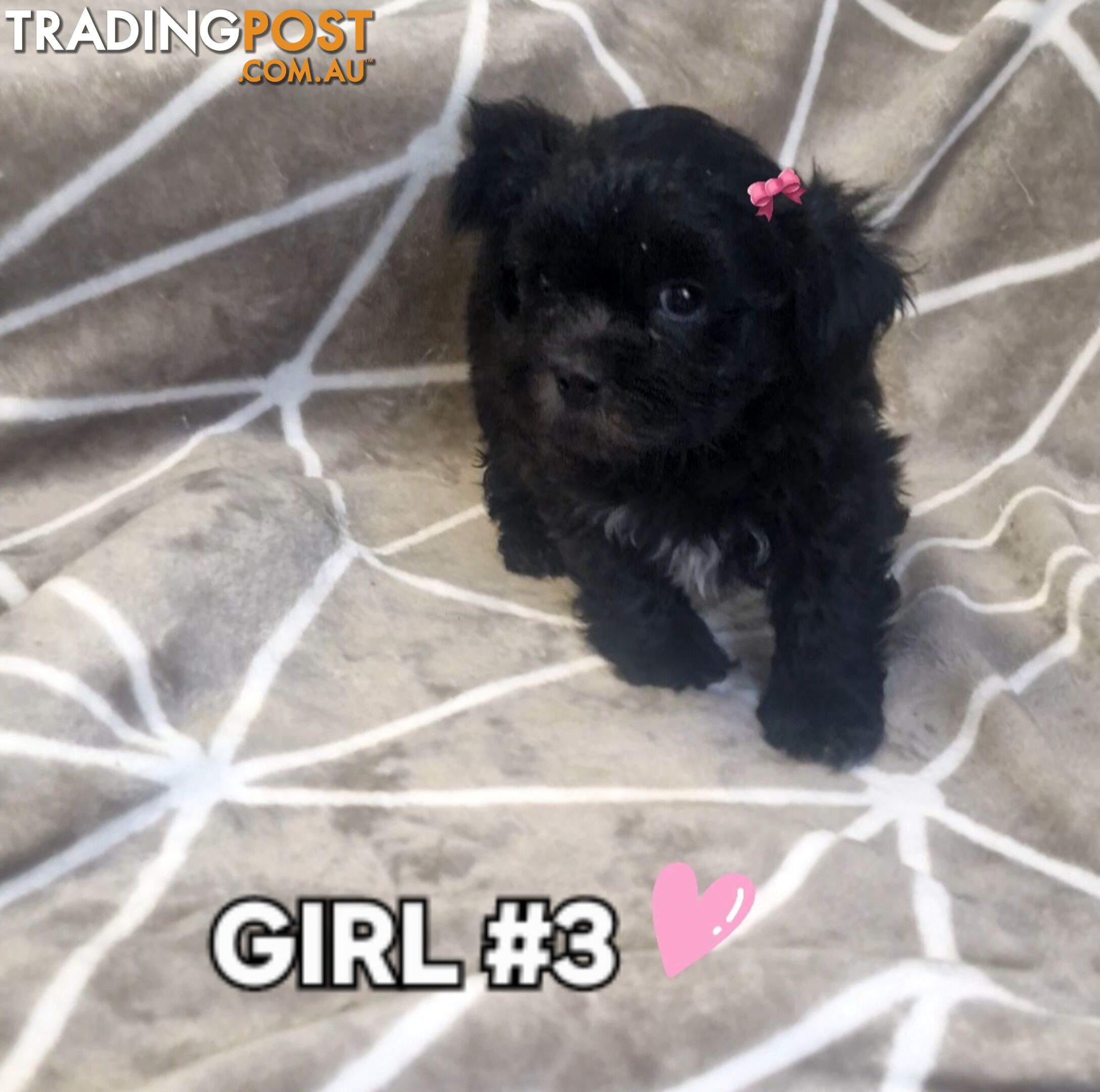 GORGEOUS FLUFFY MALTESE X SHIHTZU PUPPIES COMING SOON!!! 