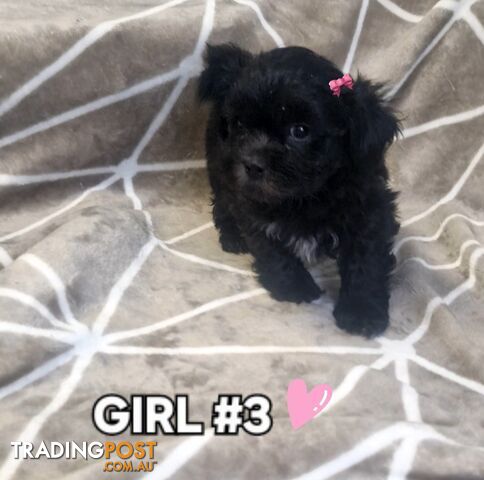 GORGEOUS FLUFFY MALTESE X SHIHTZU PUPPIES COMING SOON!!! 