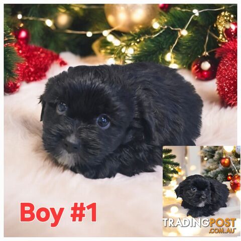 ADORABLE MALTESE X SHIHTZU PUPPIES COMING SOON!!!