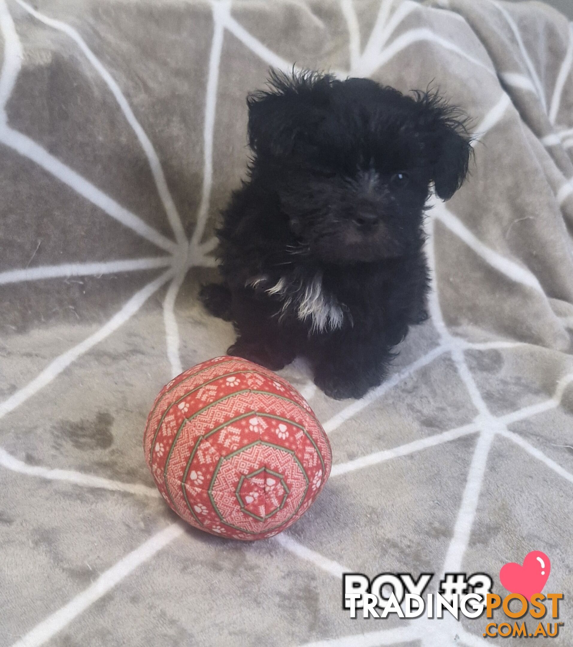 GORGEOUS FLUFFY MALTESE X SHIHTZU PUPPIES COMING SOON!!! 