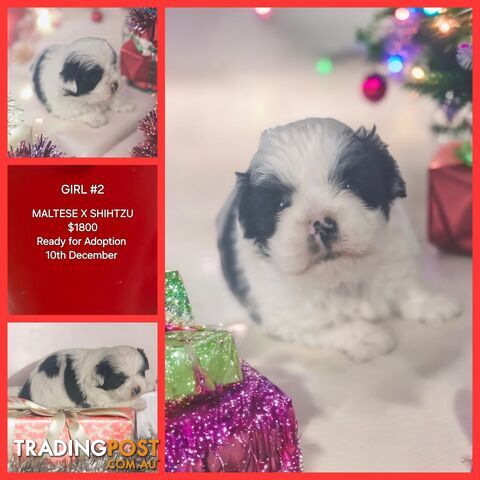 ADORABLE MALTESE X SHIHTZU PUPPIES COMING SOON!!!