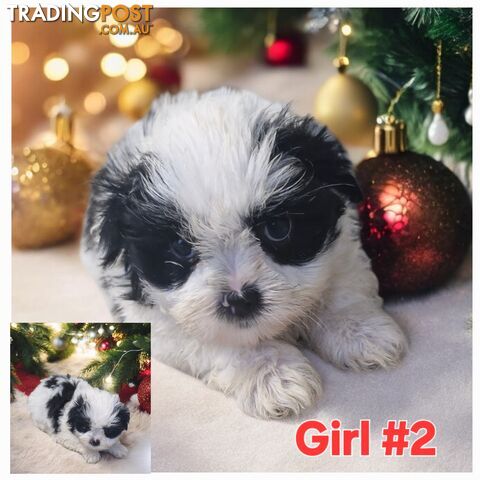 ADORABLE MALTESE X SHIHTZU PUPPIES COMING SOON!!!