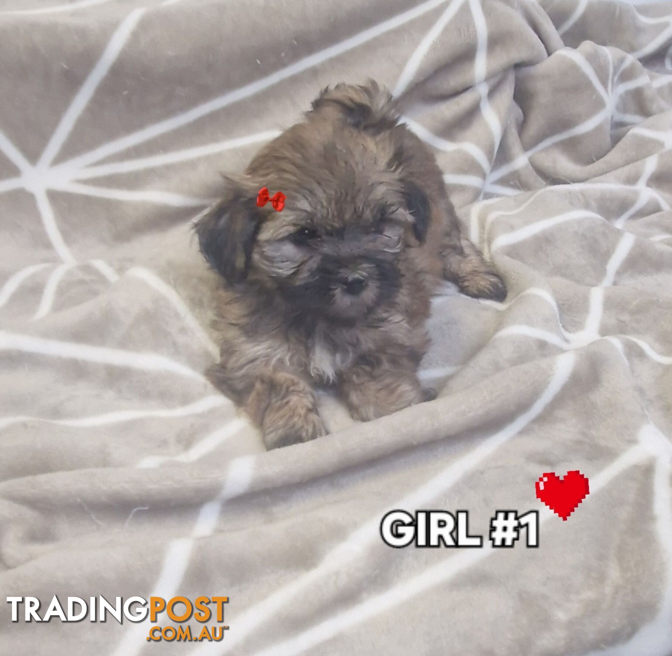 GORGEOUS FLUFFY MALTESE X SHIHTZU PUPPIES COMING SOON!!! 