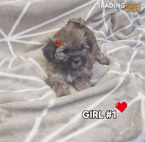 GORGEOUS FLUFFY MALTESE X SHIHTZU PUPPIES COMING SOON!!! 