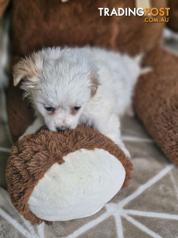 LAST ADORABLE FLUFFY MALTESE X SHIHTZU GIRL