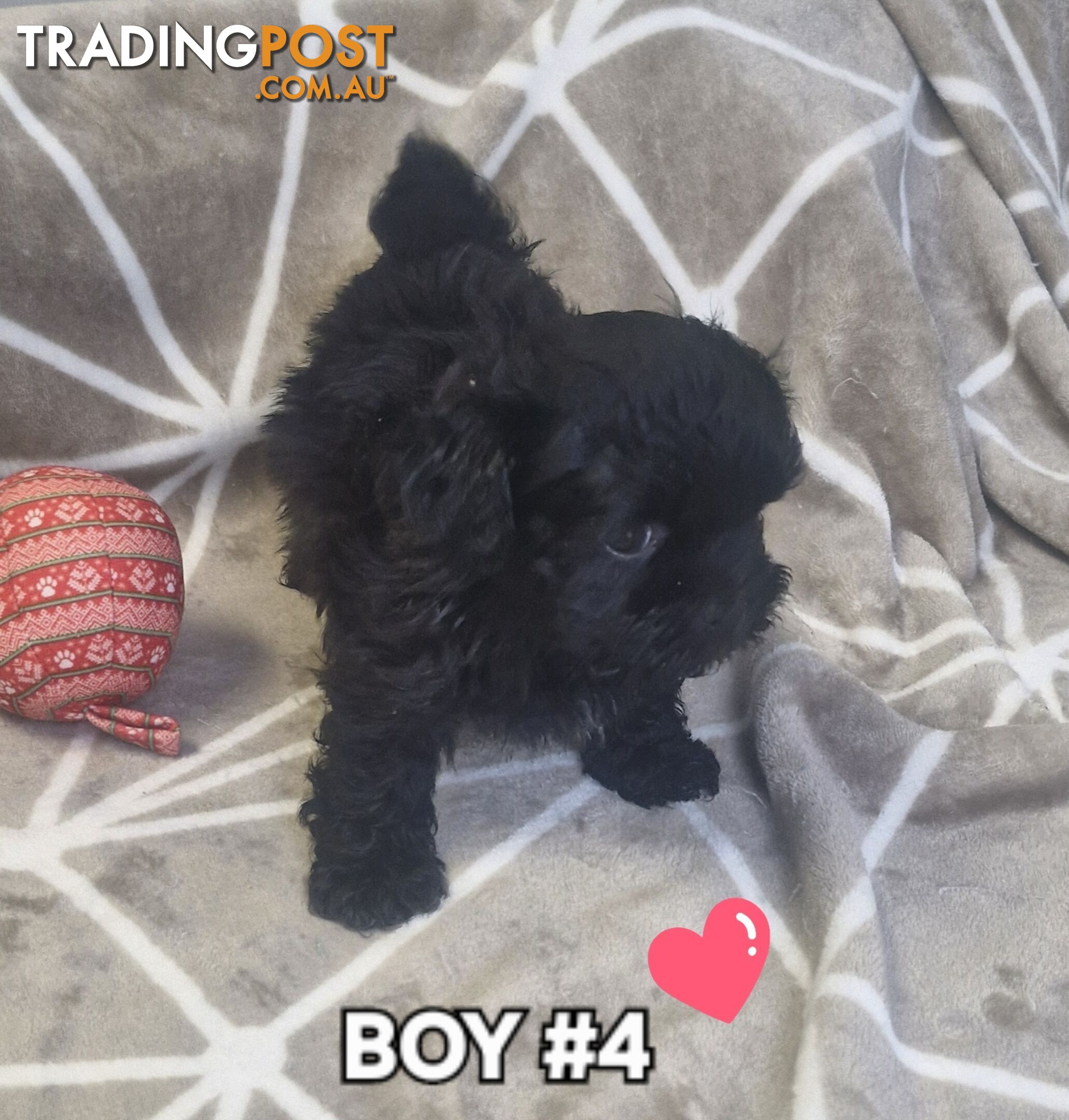 GORGEOUS FLUFFY MALTESE X SHIHTZU PUPPIES COMING SOON!!! 