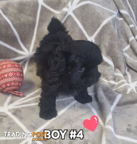 GORGEOUS FLUFFY MALTESE X SHIHTZU PUPPIES COMING SOON!!! 