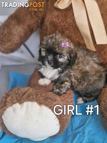 ADORABLE FLUFFY MALTESE X SHIHTZU PUPPIES COMING SOON!!!