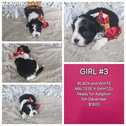 ADORABLE MALTESE X SHIHTZU PUPPIES COMING SOON!!!