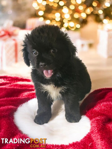 LAST ADORABLE MALTESE X SHIHTZU BOY