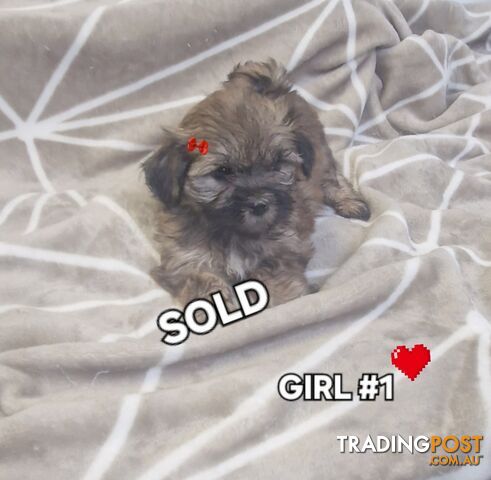 GORGEOUS FLUFFY MALTESE X SHIHTZU PUPPIES COMING SOON!!! 