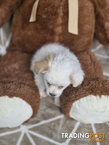 LAST ADORABLE FLUFFY MALTESE X SHIHTZU GIRL