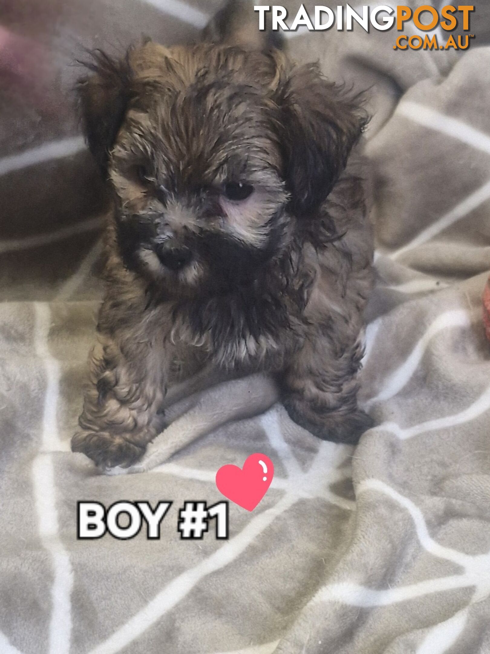 GORGEOUS FLUFFY MALTESE X SHIHTZU PUPPIES COMING SOON!!! 