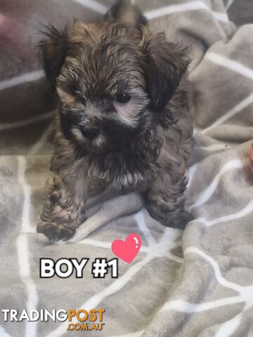 GORGEOUS FLUFFY MALTESE X SHIHTZU PUPPIES COMING SOON!!! 