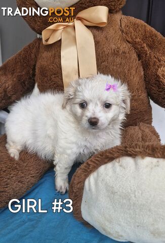 ADORABLE FLUFFY MALTESE X SHIHTZU PUPPIES COMING SOON!!!